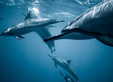 开云官网：以用户为中心的数字信任入口